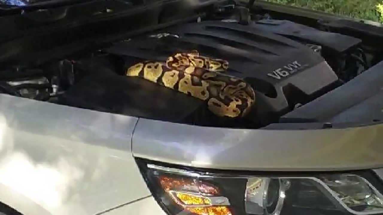 Florida man stunned to find python under hood