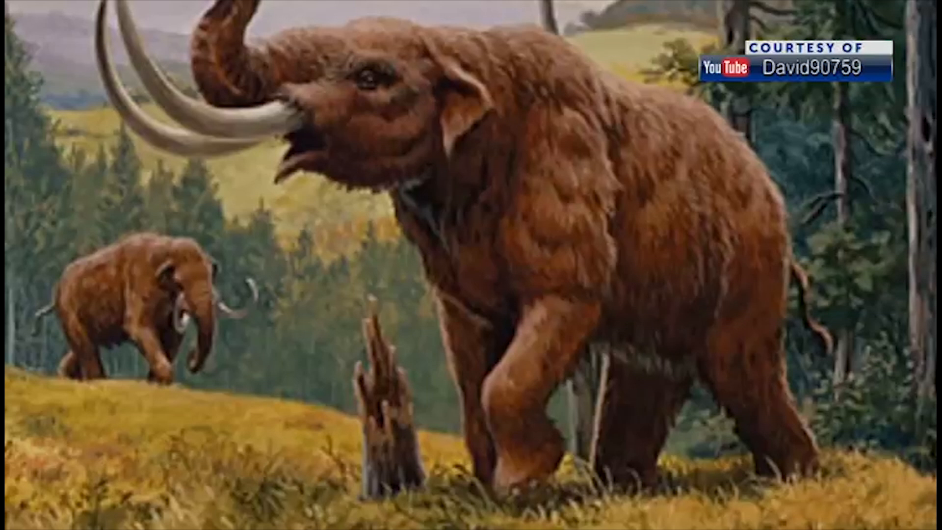 Boy goes on a family hike, finds 1.2 million year old fossil