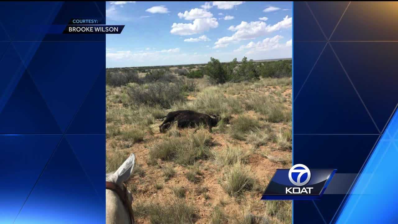 Serial cow killer fears sparked after cattle found shot dead