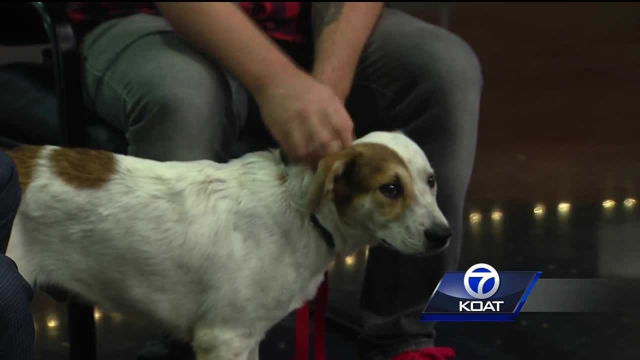 Pet of the week: Captain