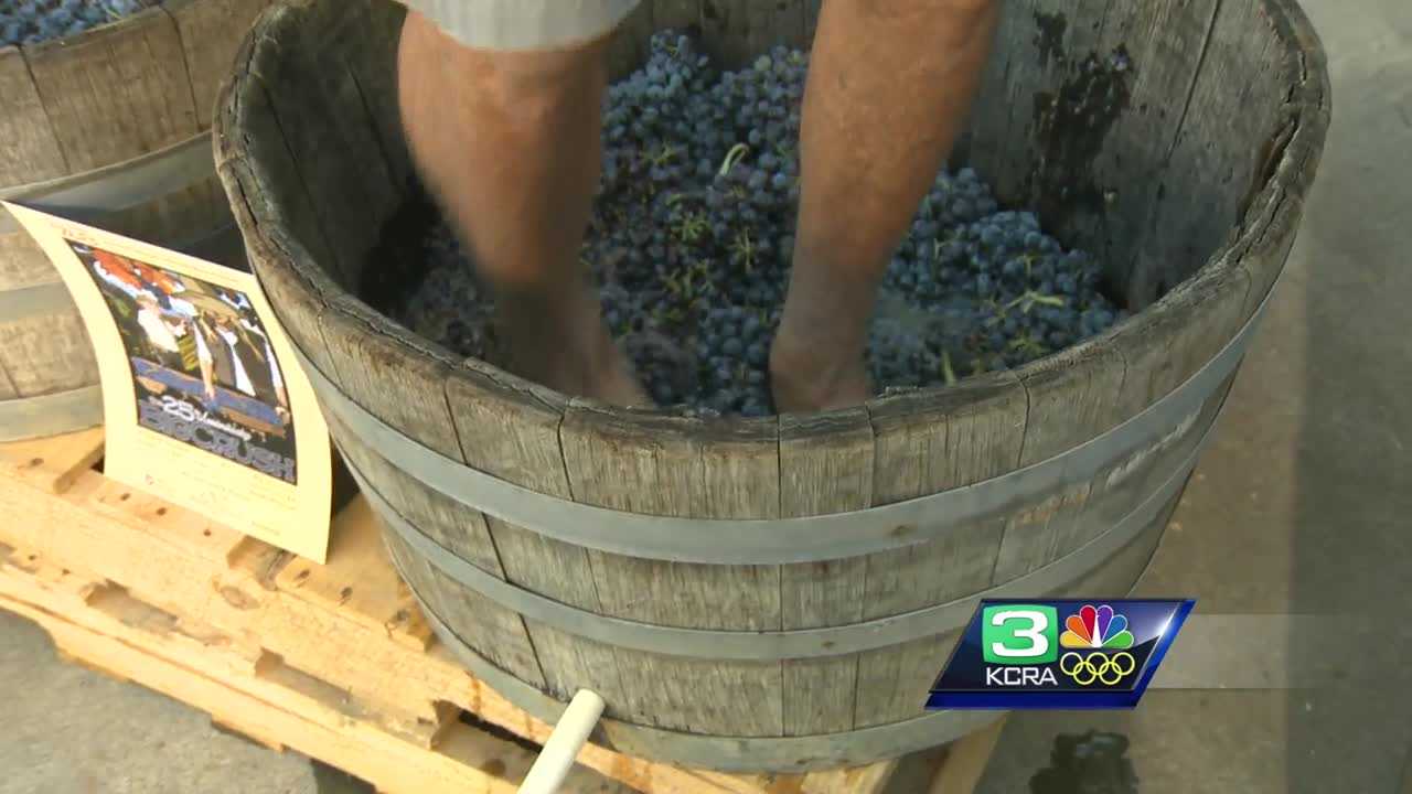 Check out harvest time in wine country