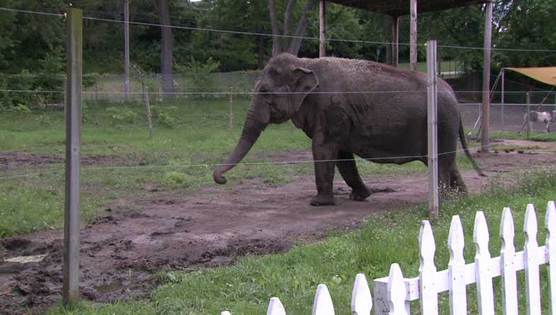 Elephant escapes from enclosure at circus, takes show on the road