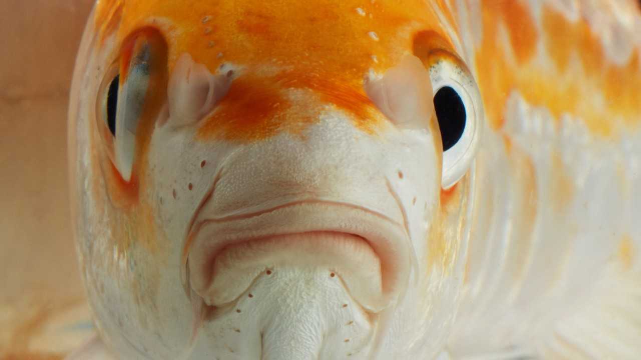 This invention could solve your fish tank cleaning problems