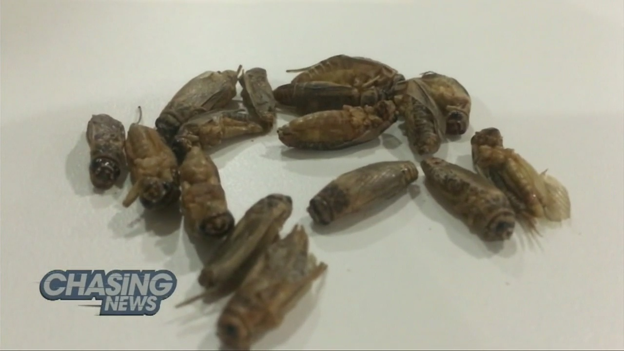 Are crickets the new kale?