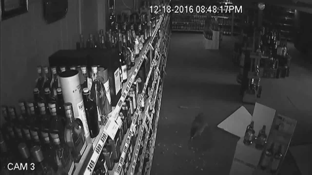 Raccoon breaks into liquor store, helps itself to top-shelf booze