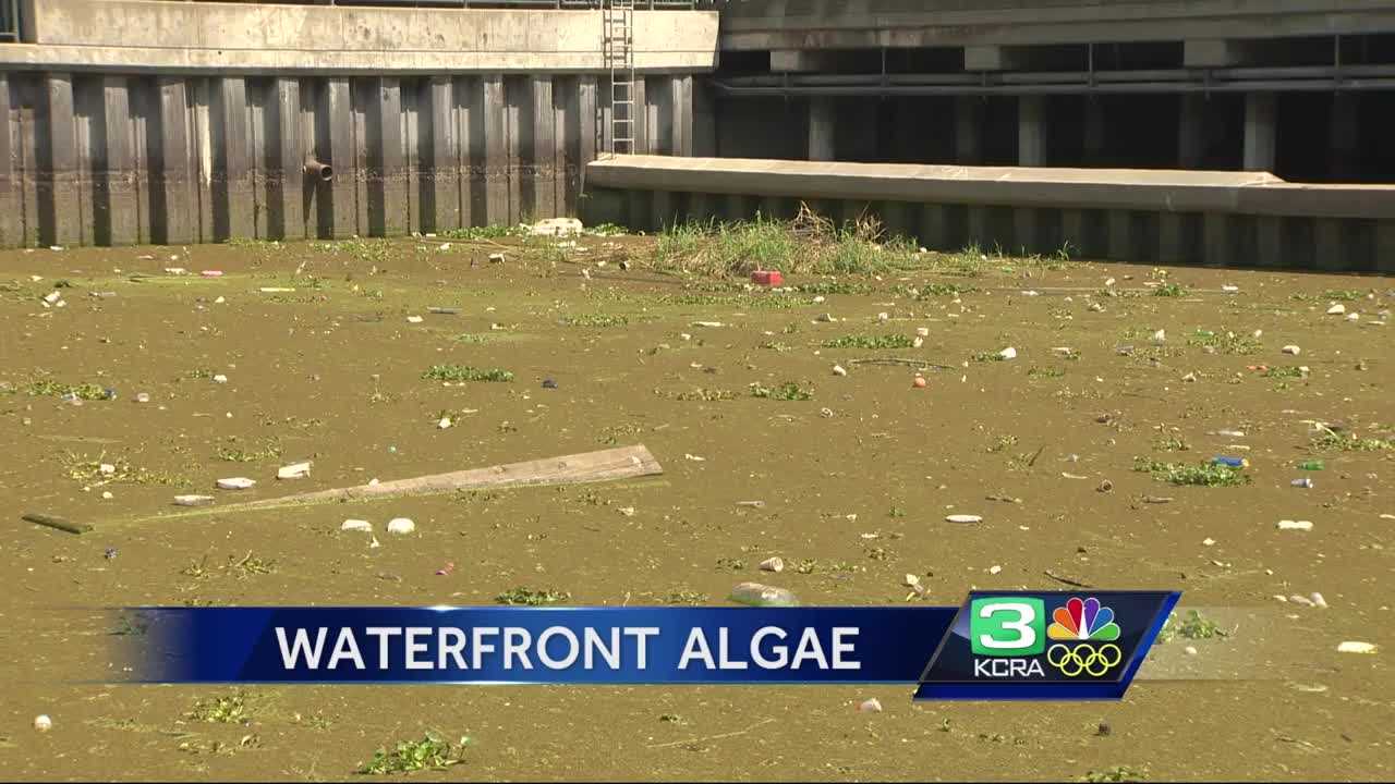 Algae bloom a stinky issue on Stockton’s waterfront