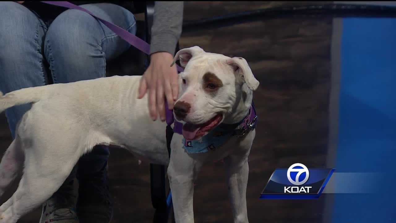 Pet of the week: Magic