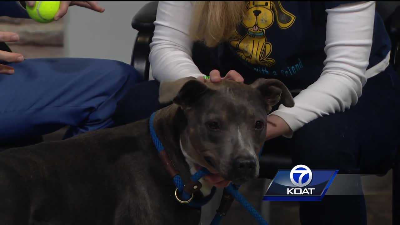 Pet of the week: Bonita