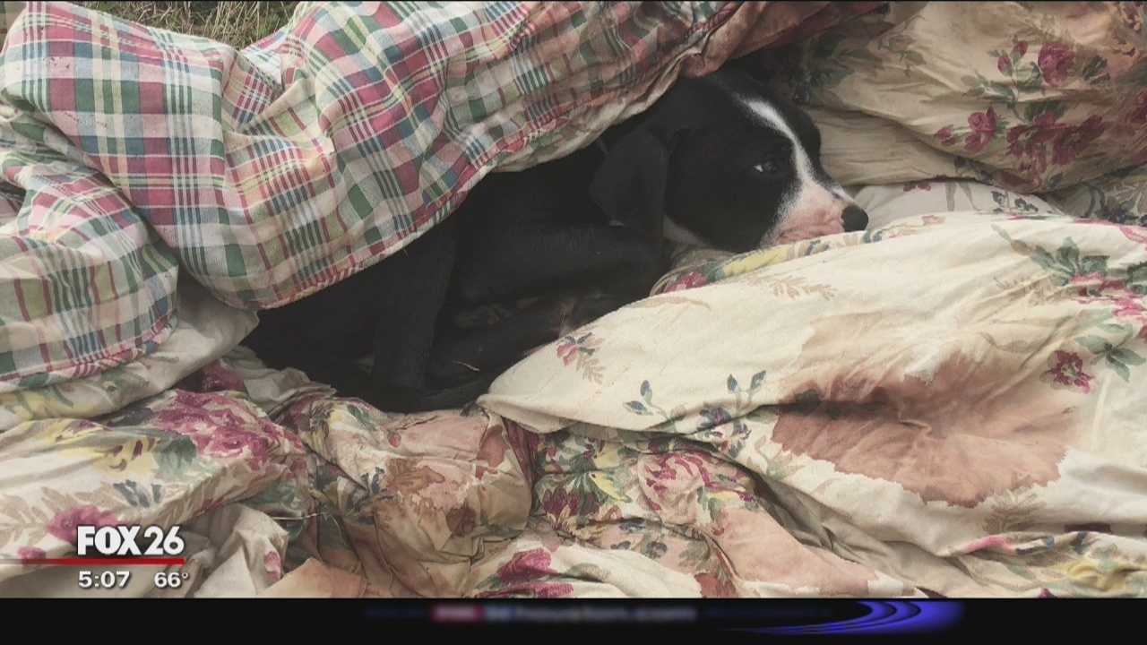 Poisoned puppy found wrapped in bloody comforter on side of road