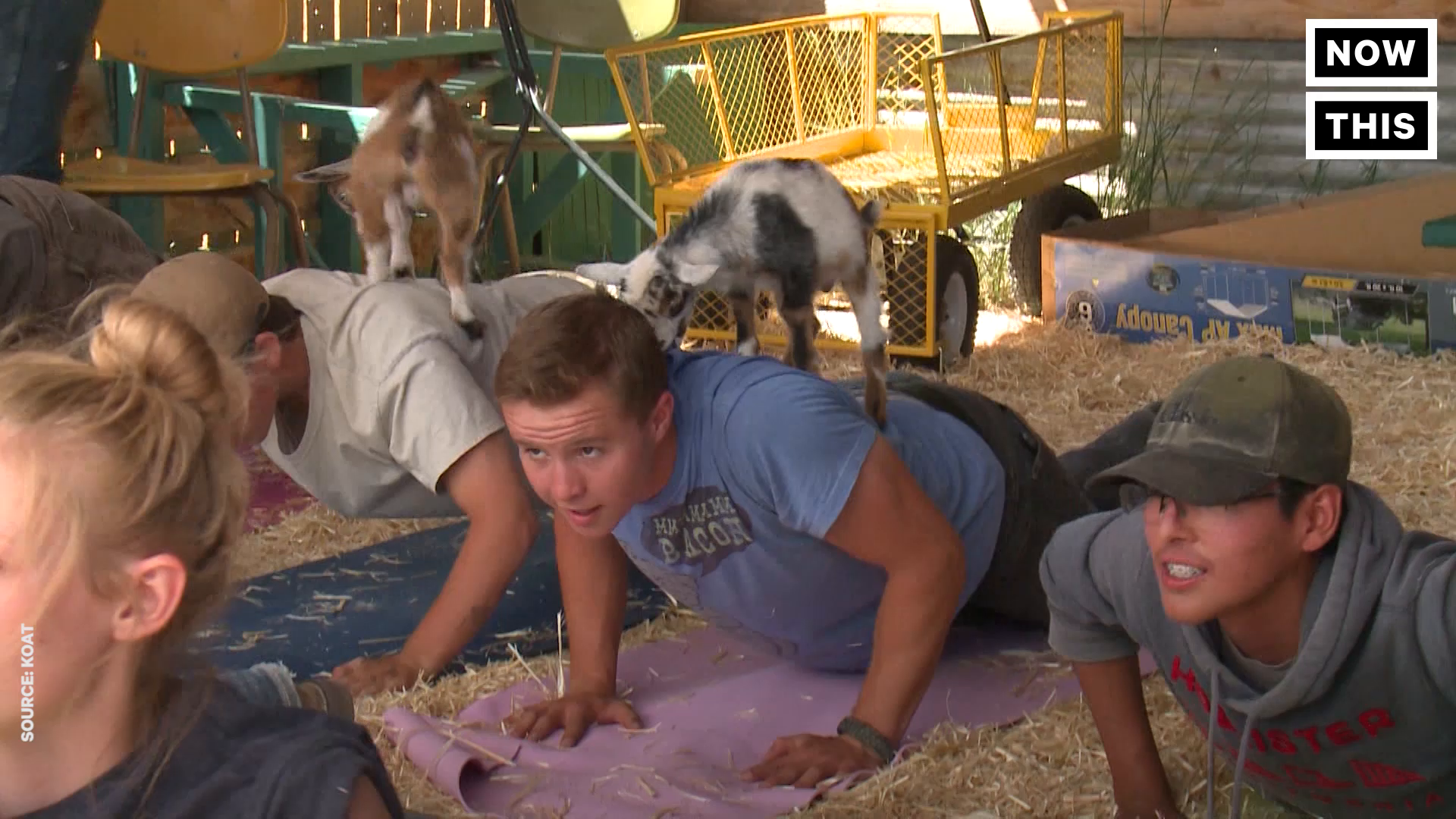 Goat yoga part of fundraiser for rescued animals
