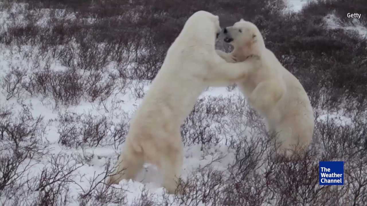 Polar bears could start hunting humans