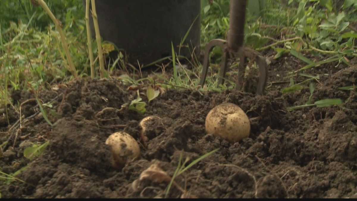 Growing Potatoes in Wisconsin