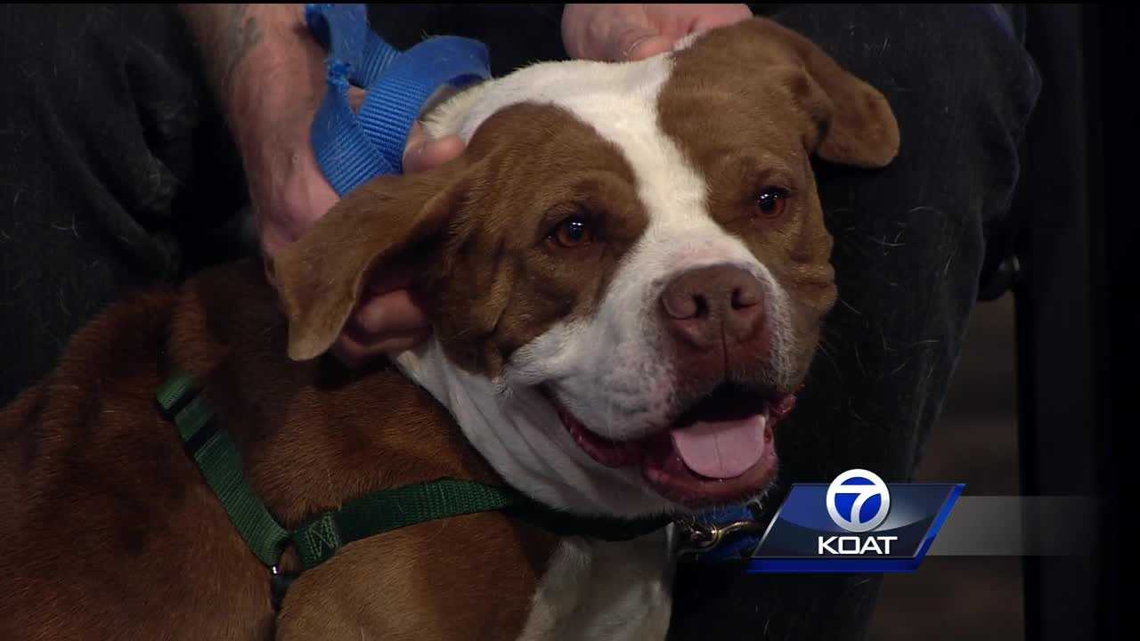 Pet of the week: Ella
