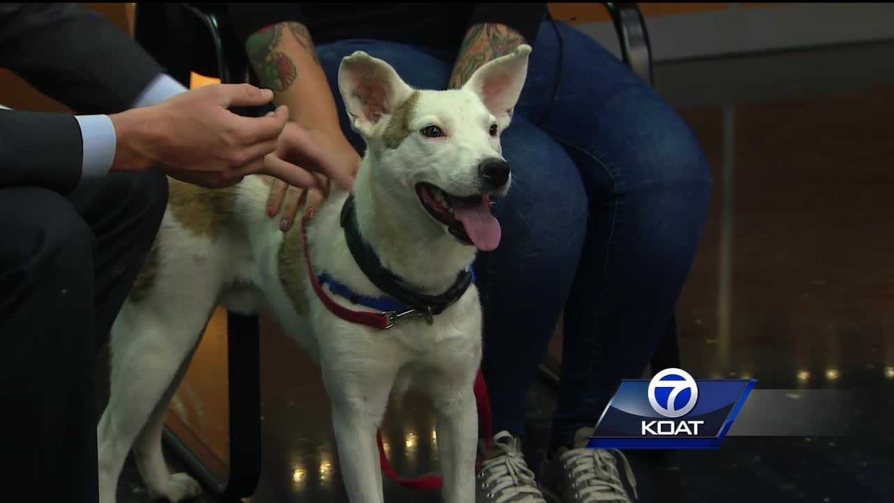 Pet of the week: Woodstock