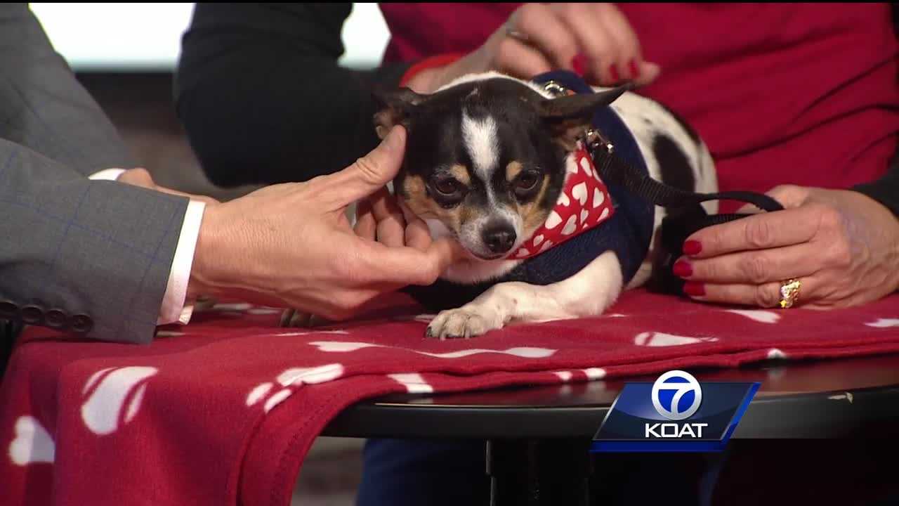 Pet of the week: Macho Nacho
