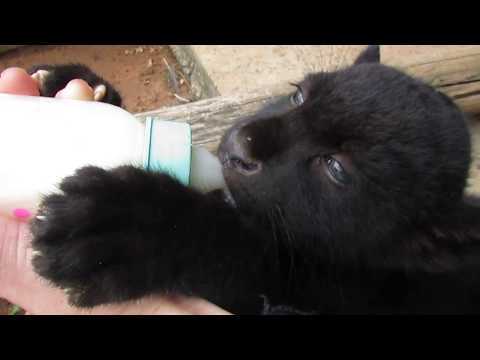 Adorable baby jaguar loves drinking from a bottle