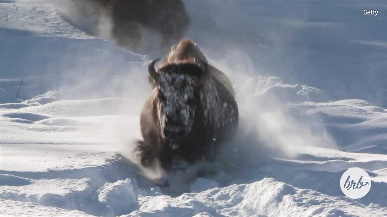​Bison, deer bask in the beauty of Yellowstone Park in Winter
