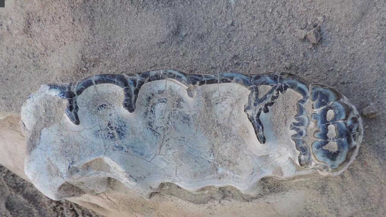 Boy's trip ends with fascinating fossil find