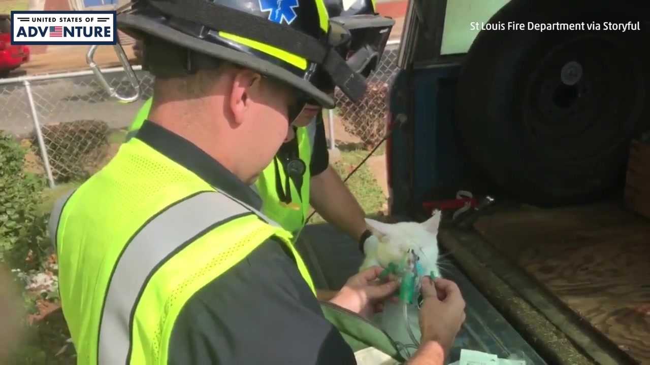 Firefighters rescue cats from burning home