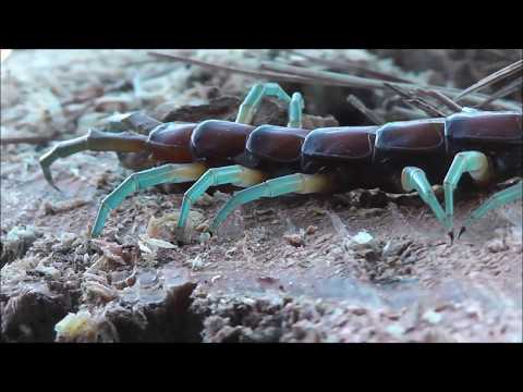 WHOA: Giant Centipede Doesn't Let Chainsaw Interrupt Lunch