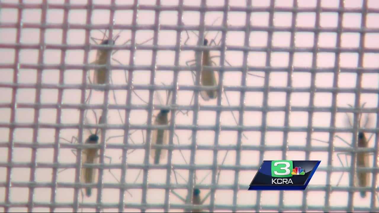 Positive test for West Nile in Sacramento County