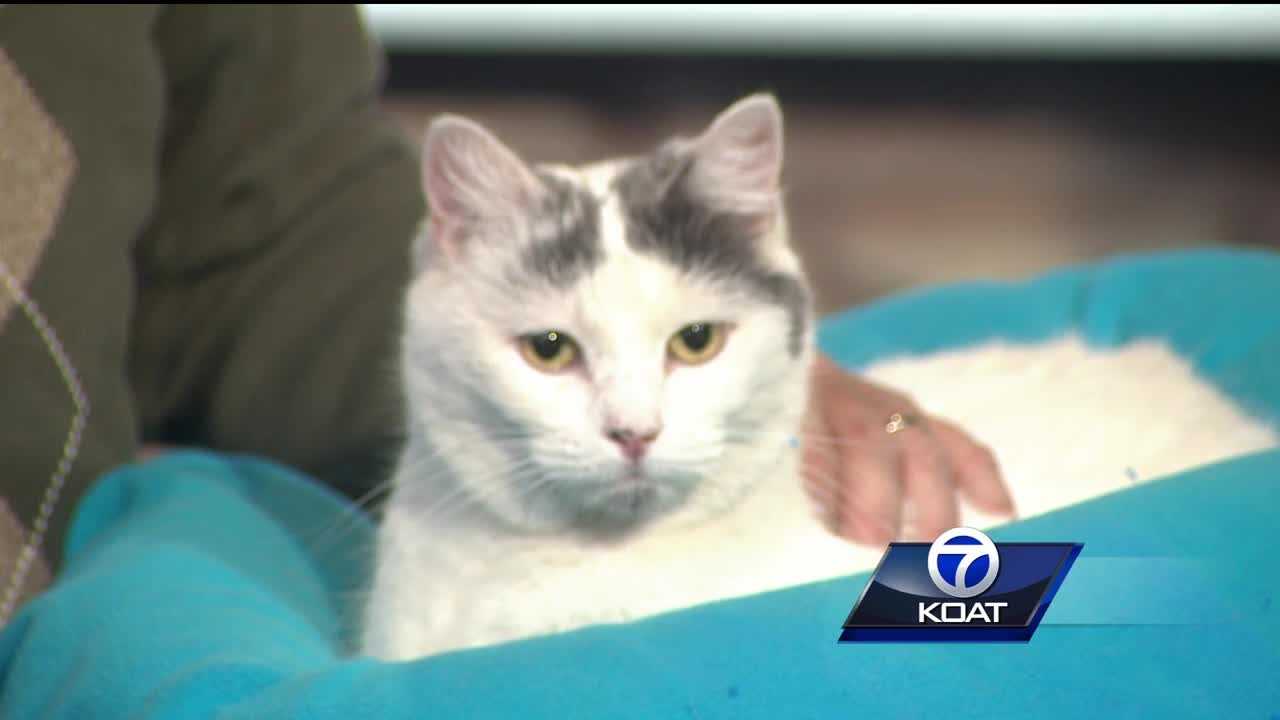 Pet of the week: Snowflake