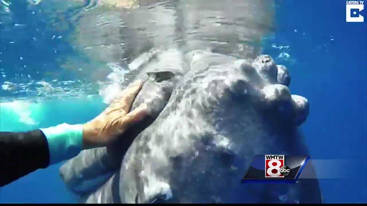 Maine researcher says whale may have saved her life