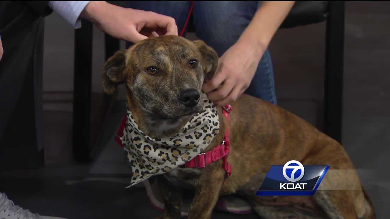 Pet of the week: Sally