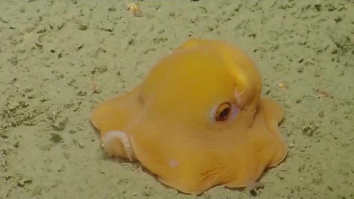 E/V Nautilus Finds a Shy Flapjack Octopus