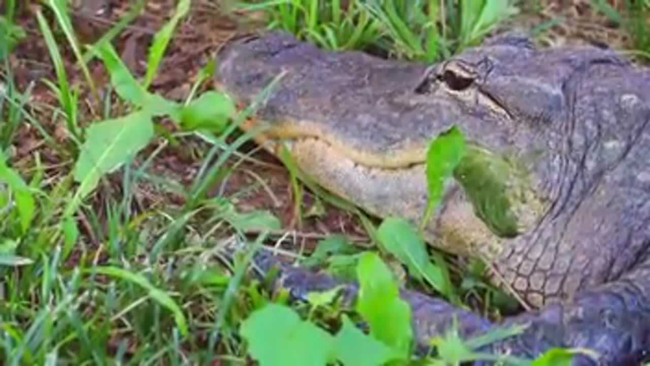 Researchers find that alligators are eating sharks