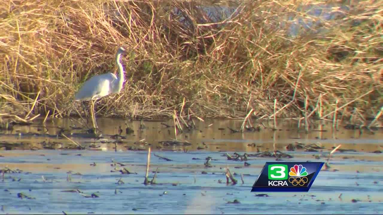 Bird strikes continue to plague Sacramento International Airport