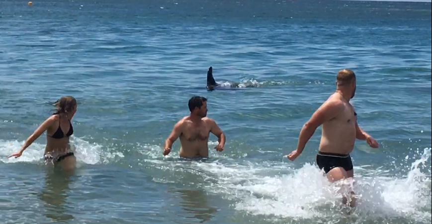 Watch: Swimmers run from water as killer whales approach shore