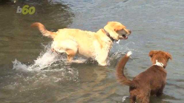 You may be able to communicate with your pets soon