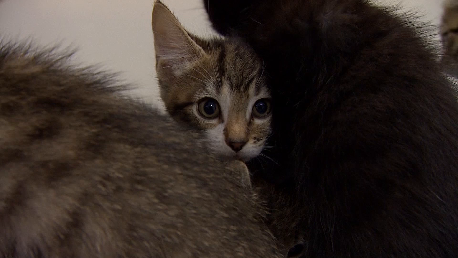 No kitten! It's National Cat Day