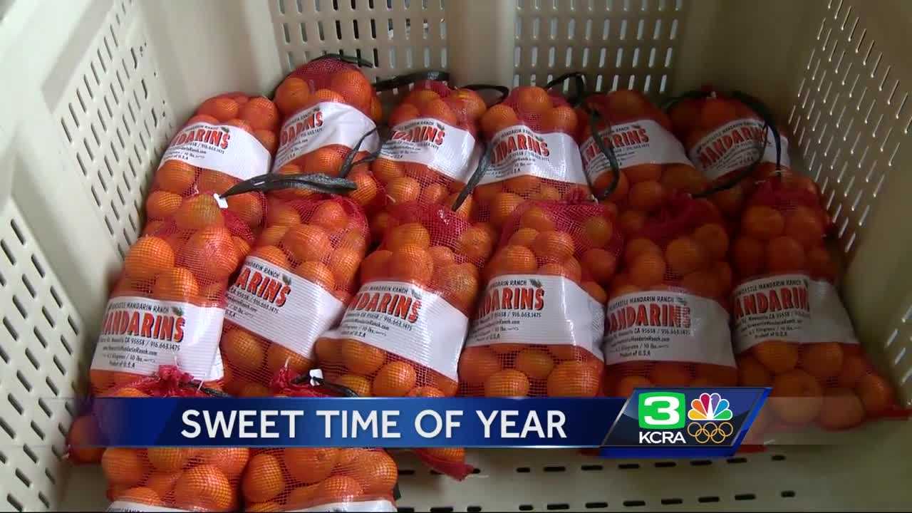 Farmers go to work harvesting mandarin crop