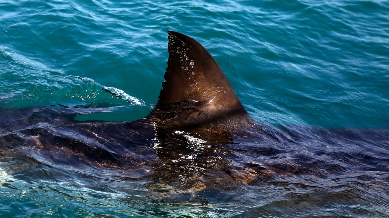 What are the odds of being killed by a shark?