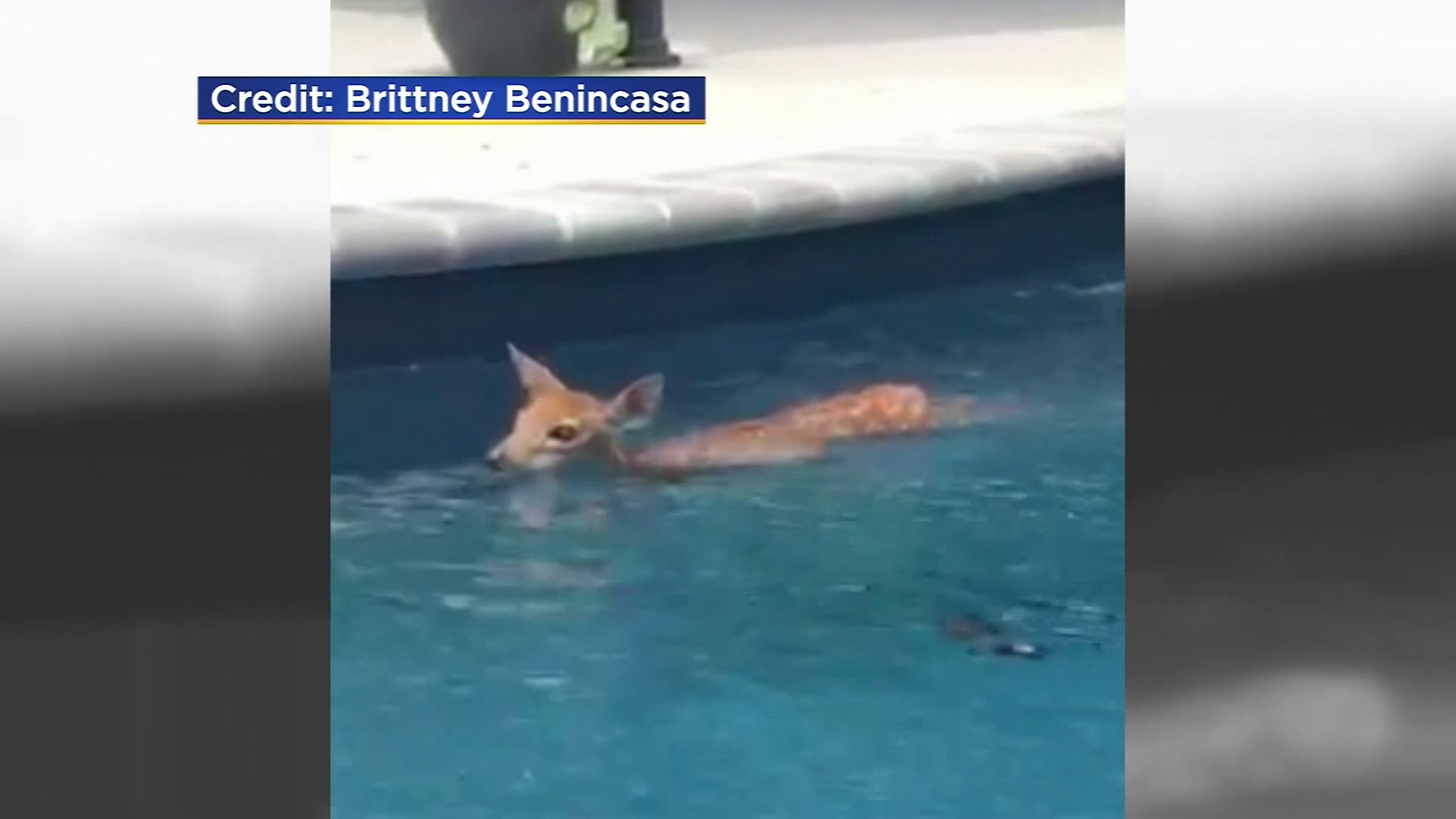 Deer beats summer heat with frequent swims in family pool