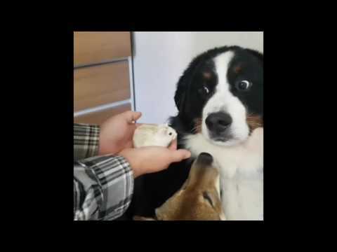 Hamster fails to impress dog in hilarious video
