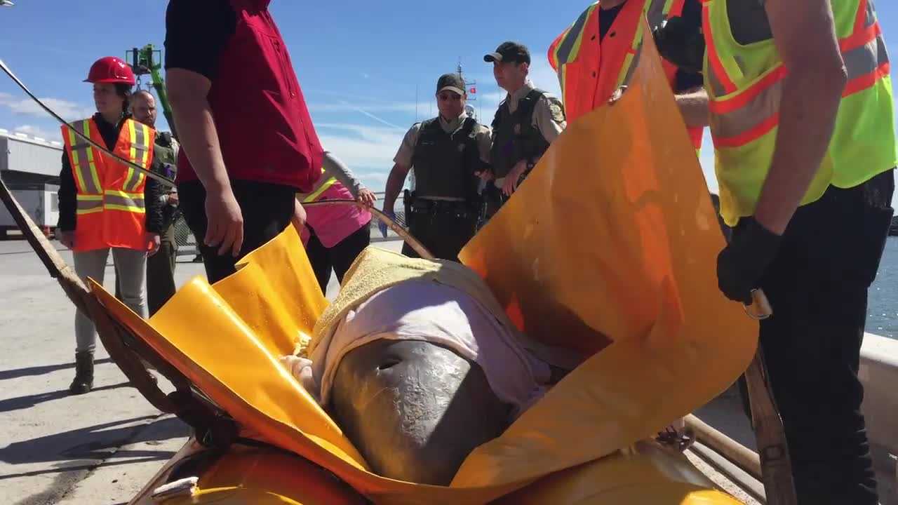 Watch stranded beluga whale's rescue