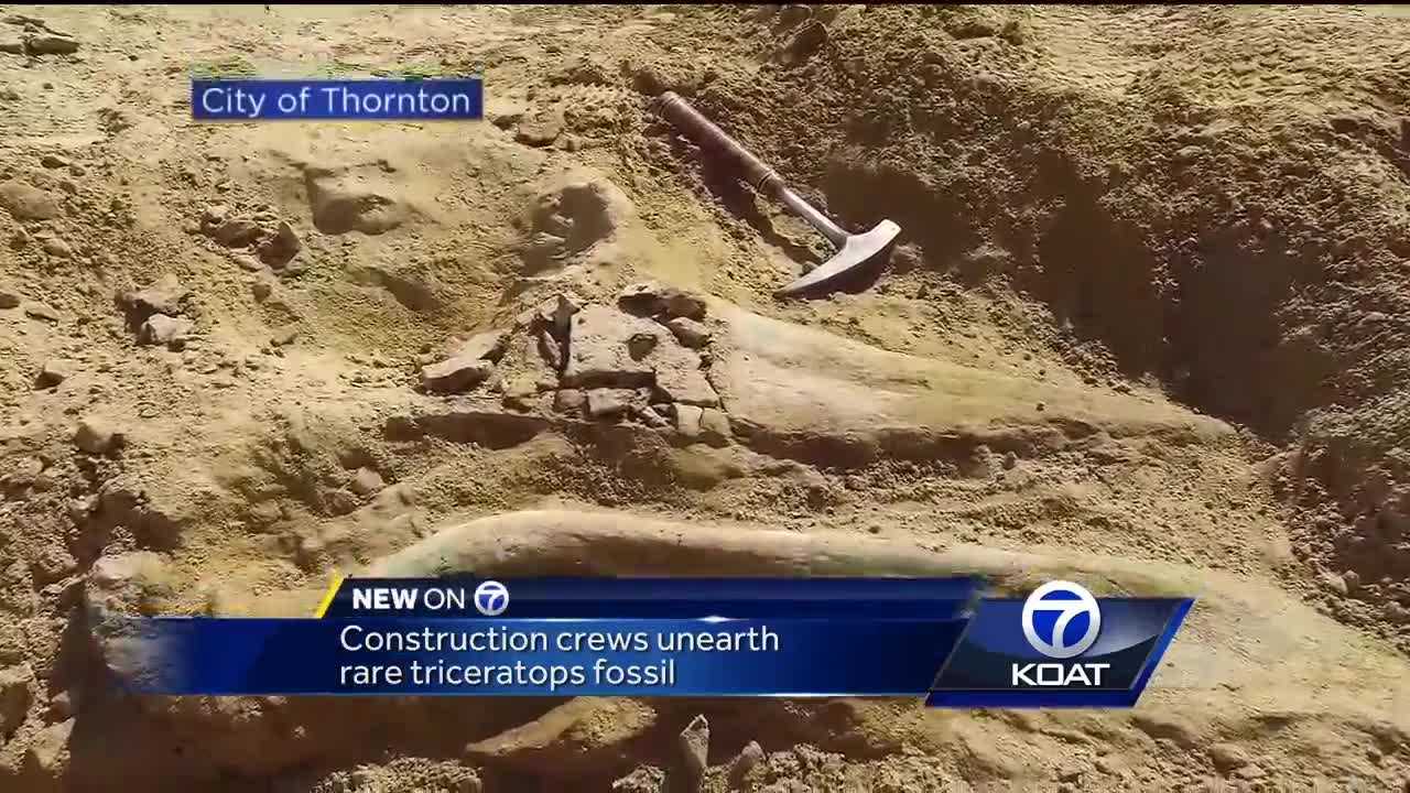 Construction crews unearth rare triceratops fossil