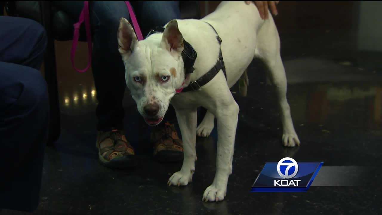 Pet of the week: Paulie