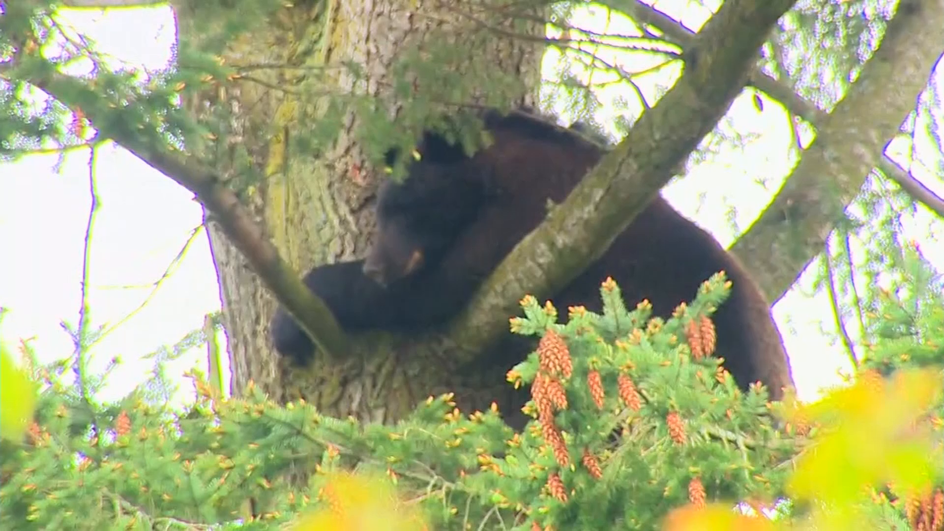 Bear spotted in tree near elementary school in Washington state