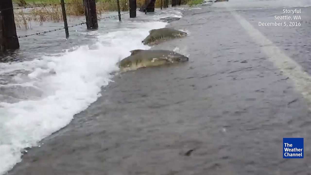 Watch: Salmon struggle to swim across flooded road