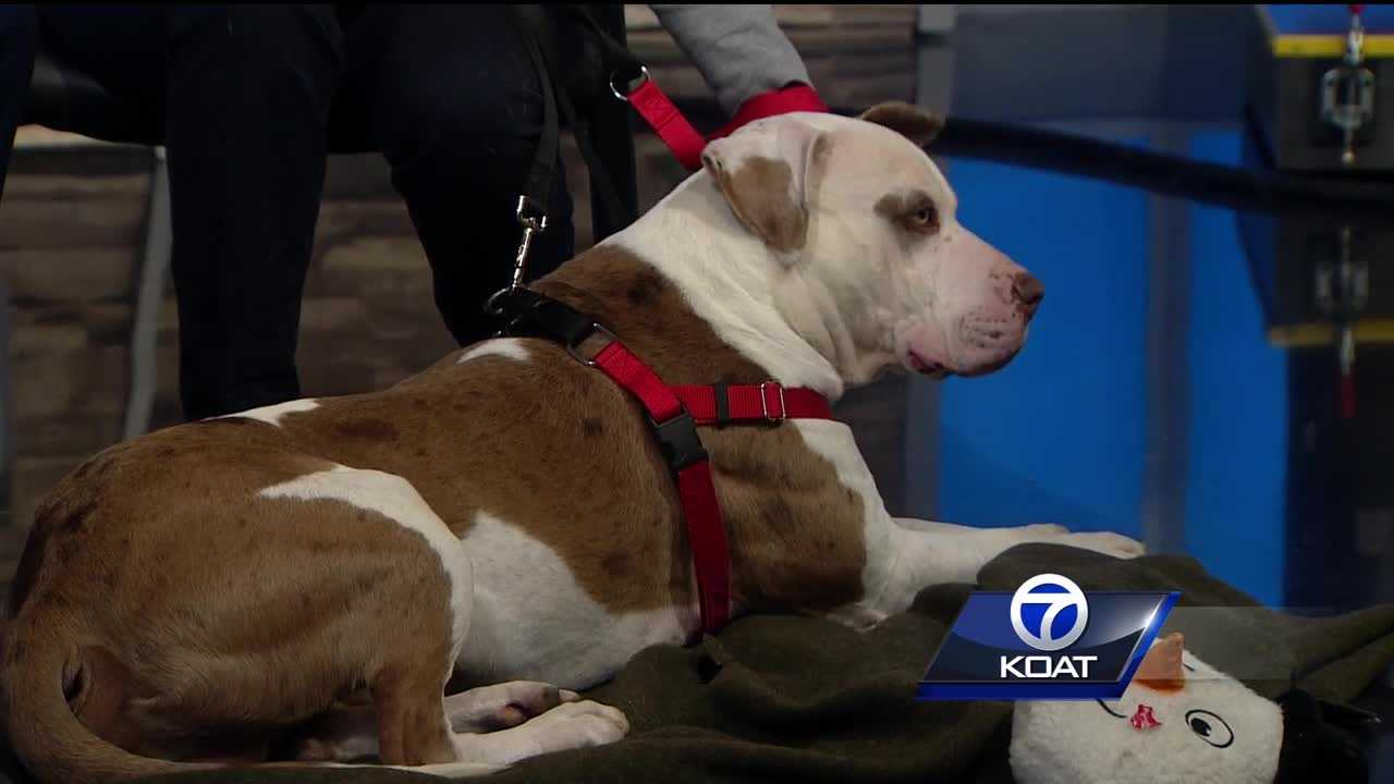 Pet of the week: Merle Habit
