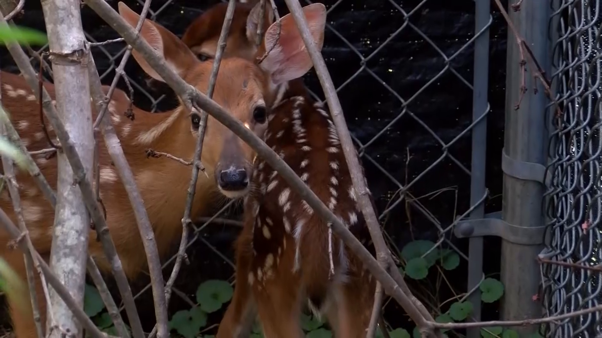 Meet the tiniest deer being nursed back to health