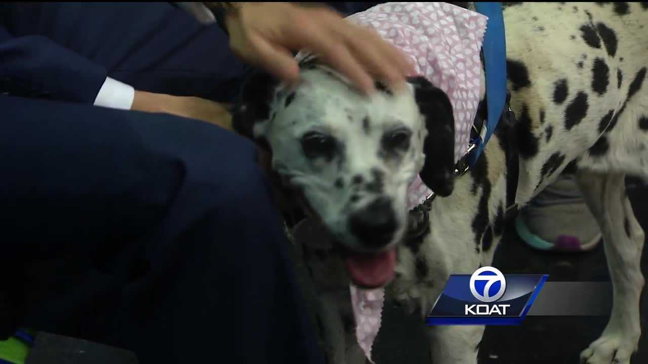 Pet of the week: Ladie spots