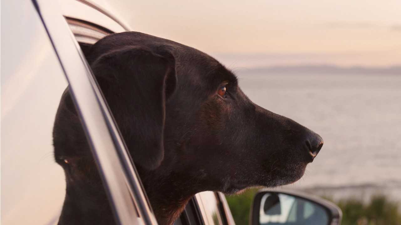 Computer games could help older dogs, researchers say