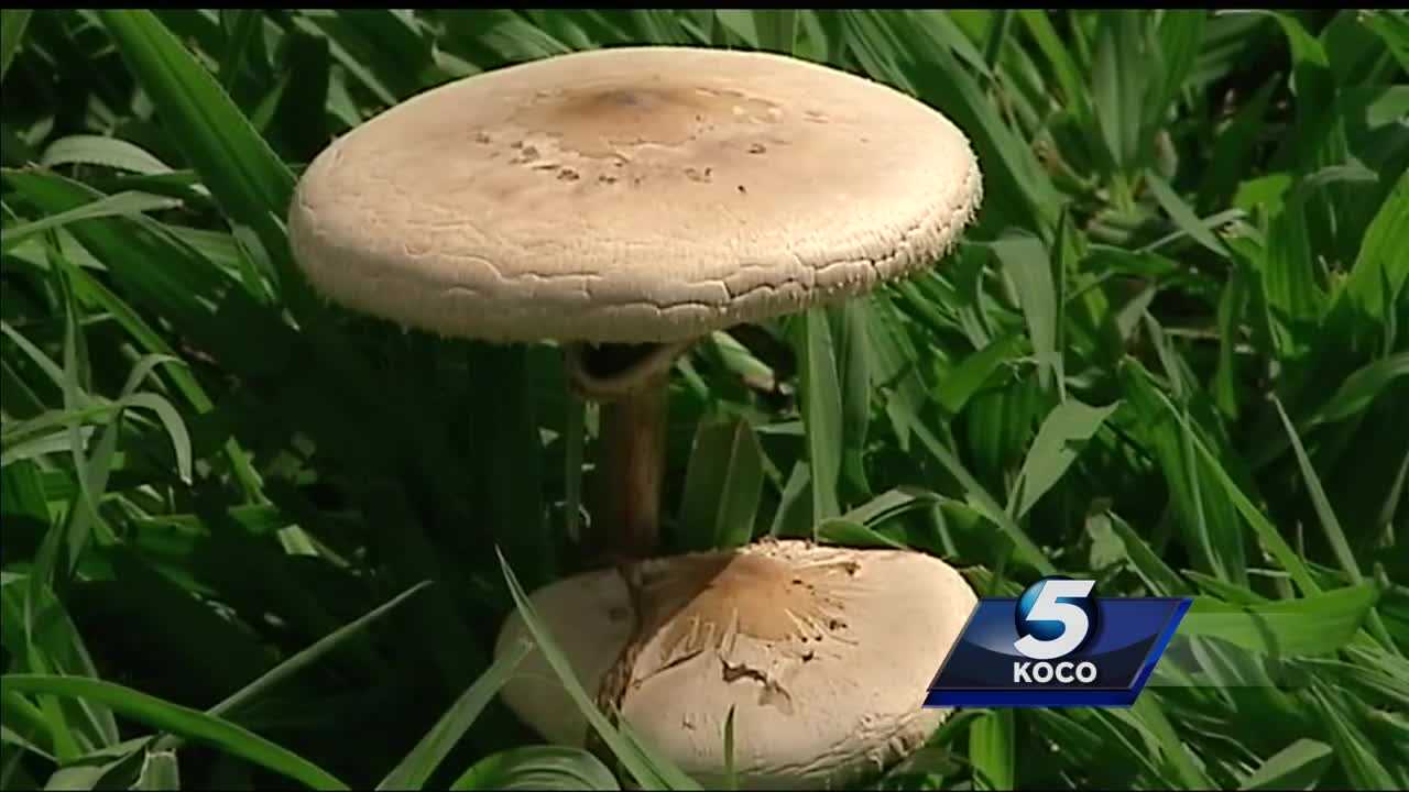 Poison Control warns public of mushrooms that could be poisonous to pets