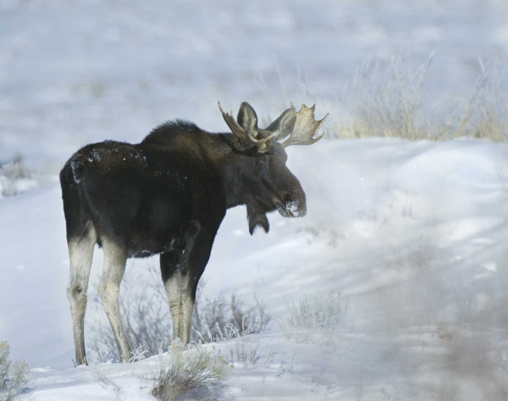 Snowmobilers with shovels help moose trapped in snow