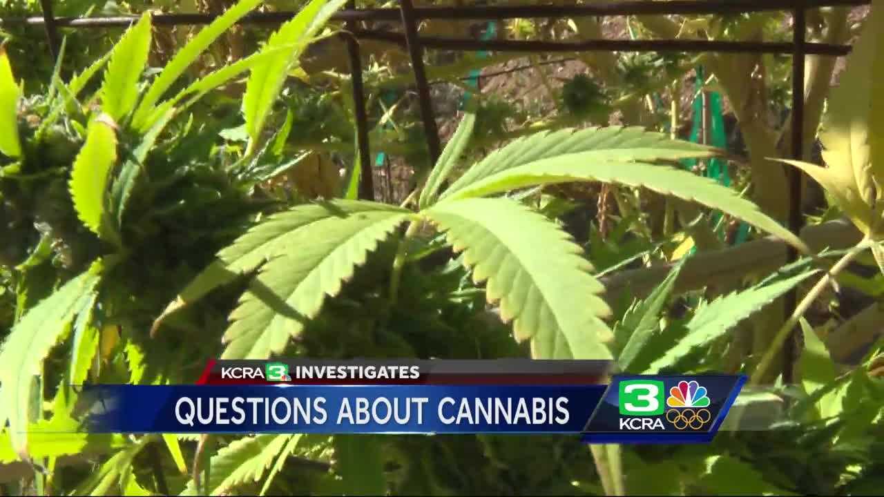 Ready for recreational pot? California has big gaps to fill